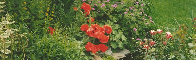Consultancy Services by Garden Graft