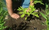 Planting an Angelica