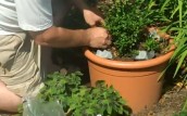 Using Ice Cubes to Help Your Plants Survive Hot Days